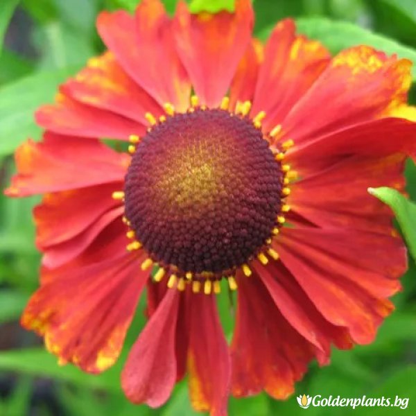 Хелиантемум Пламтящ кетхен