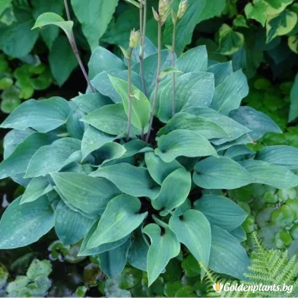 Хоста Ред Кадет