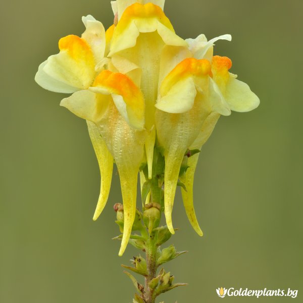 Обикновена Луличка