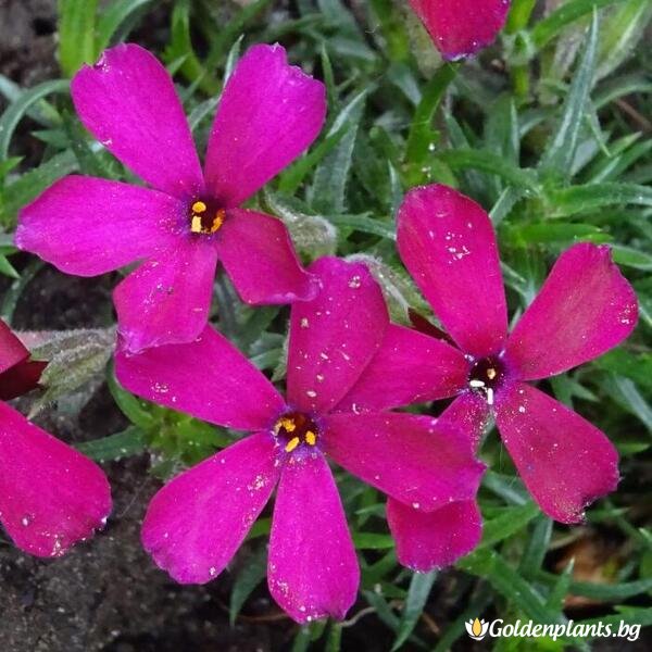 Алпийски Флокс Цикламено червен / Phlox (D) Ochsenblut