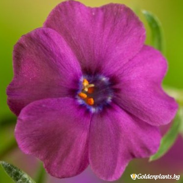 Флокс Червен Адмирал