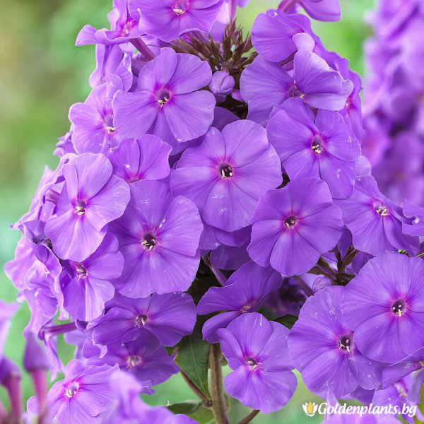 Флокс Аметист