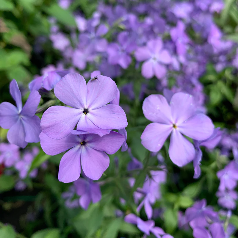 Флокс Синя Луна