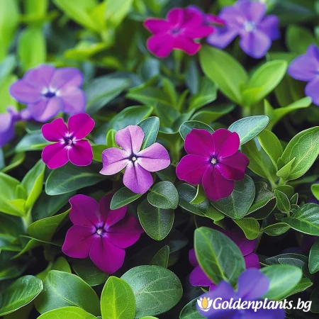 Винка Малка Верино