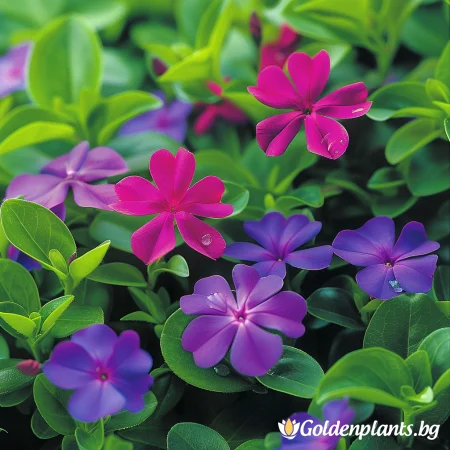 Винка Малка Верино