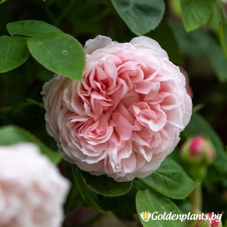Роза нежно розова божуреста катерлива - на гол корен
