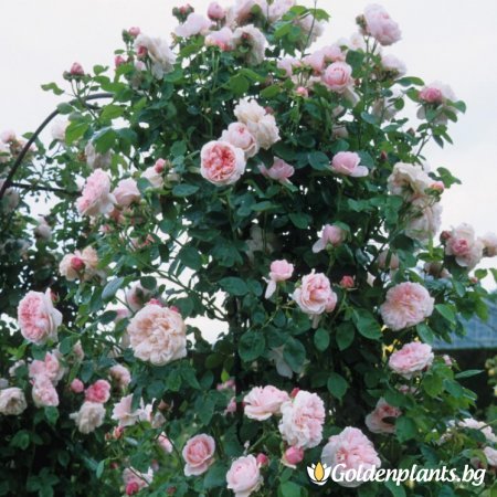 Роза нежно розова божуреста катерлива - на гол корен