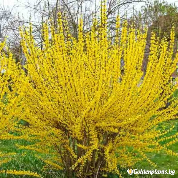 Форзиция Интермедия Линууд