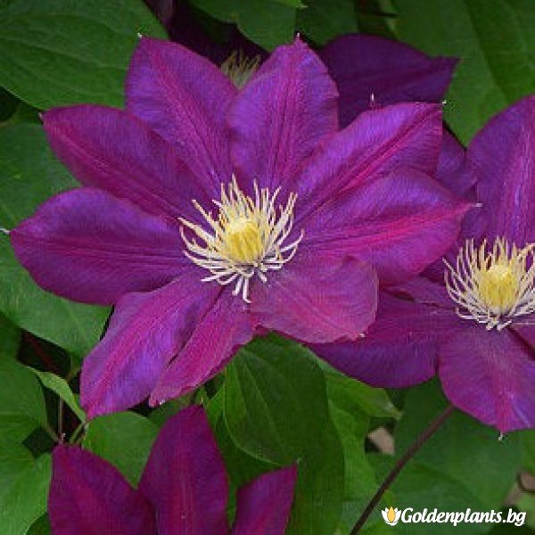 Клематис Лех Качински