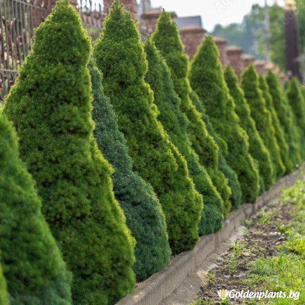 Смърч Коника